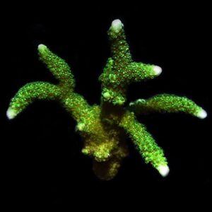 Montipora Digitata, Neon Green - Aquacultured, ORA®