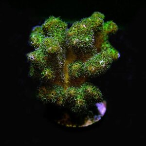 Green Pocillopora Damicornis, Aquacultured ORA®
