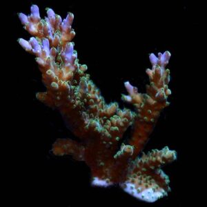 Purple Nana Acropora Coral, Aquacultured ORA®