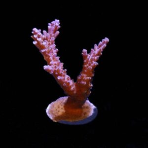 Plum Crazy Acropora Coral, Aquacultured ORA®