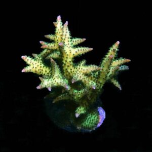Ponape Birdsnest Coral, Aquacultured ORA®