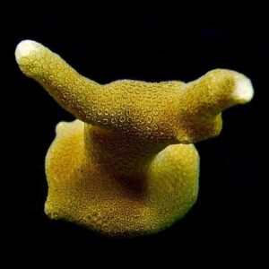 Micronesian Yellow Porites Coral, Aquacultured ORA®