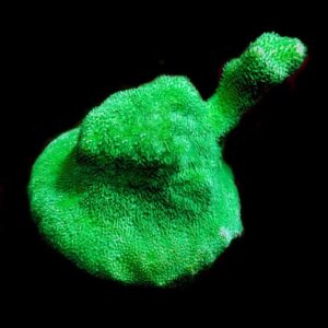 Kelly Green Psammacora Coral - Aquacultured ORA®