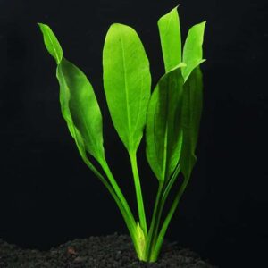 Amazon Sword Bunch (Large 10-14 inches)
