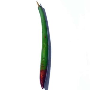 Red Mangrove Propagule