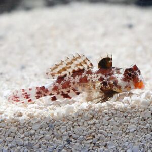 Scooter Blenny - Red