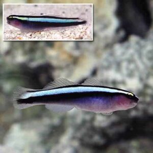Hybrid Cleaner Goby, Captive-Bred ORA®