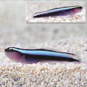 Sharknose Goby, Captive-Bred ORA®