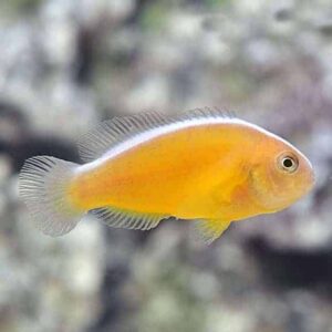 Orange Skunk Clownfish, Captive-Bred ORA®