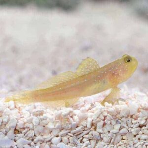 Watchman Goby, Captive-Bred ORA®