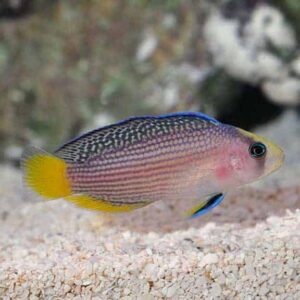 Splendid Dottyback, Captive-Bred ORA®