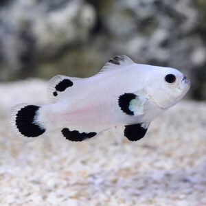 Snow Storm Clownfish, Captive-Bred ORA®
