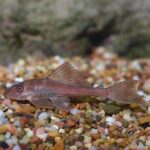 Yellow Plecostomus - Image 2