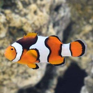 Onyx True Percula Clownfish, Captive-Bred, ORA®