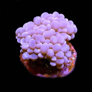 Pearl Bubble Coral, Aquacultured ORA®