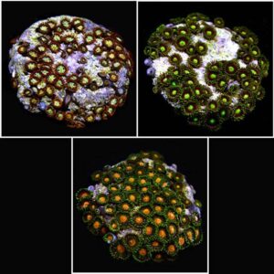 Marshall Island Colony Polyps Assorted, Aquacultured ORA®