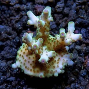 Skyline Granulosa, Aquacultured ORA®