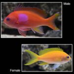 Pink Square Anthias - Female