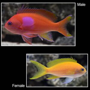 Pink Square Anthias - School 1M 5F