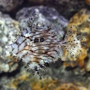 Leafy Filefish