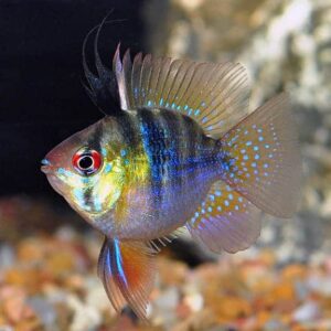 Angel Veil Ram Cichlid