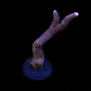 Purple Montipora digitata, Aquacultured ORA®