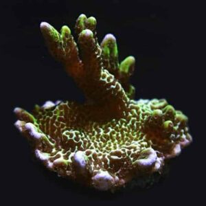Spongodes Coral, Aquacultured ORA®