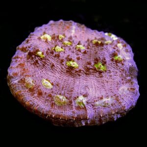 Easter Egg Chalice Coral, Aquacultured ORA®