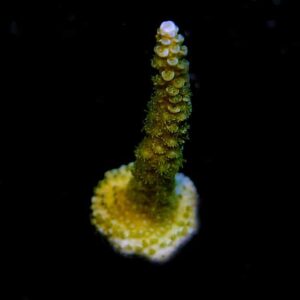 Blue Voodoo Acropora Coral, Aquacultured ORA®