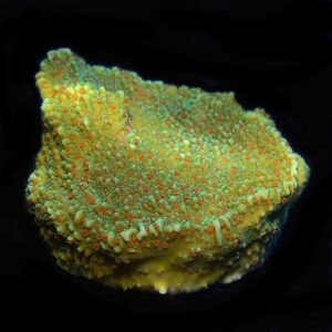 Pink Polyp Capricornis Coral, Aquacultured ORA®
