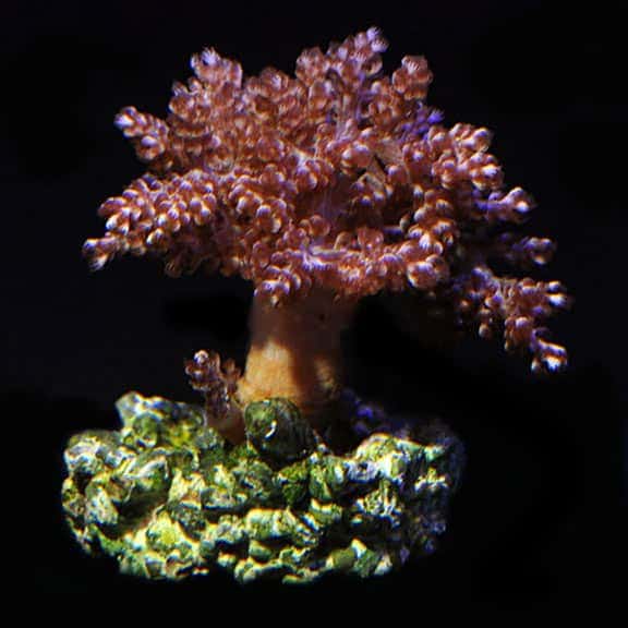 lg_91986_kenya_tree.jpg Kenya Tree Coral, Aquacultured ORA® - Image 1