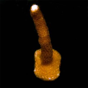 Peach Digitata Coral, Aquacultured ORA®