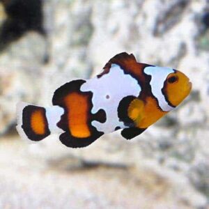 Black Ice Snowflake Clownfish, Captive Bred ORA®