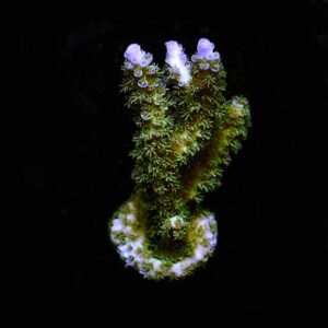Joe The Coral, Aquacultured ORA®