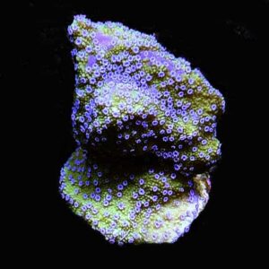 Melonberry Montipora, Aquacultured, ORA®