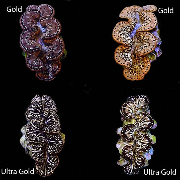 lg_ora_gold_maxima-1.jpg Maxima Clam Gold, Aquacultured ORA® - Image 1
