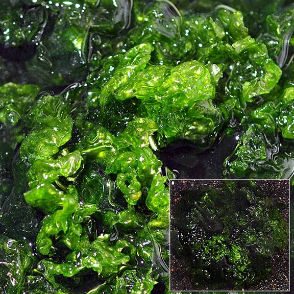 lg_sea_lettuce_inset_ulva.jpg Sea Lettuce, Aquacultured, ORA® - Image 1