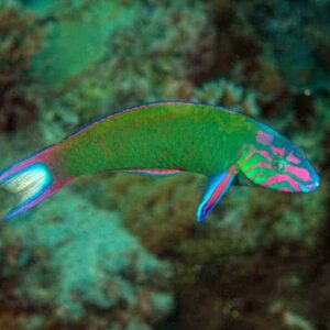 Lunare Wrasse