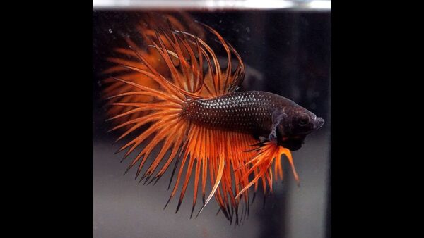 maxresdefault-1-.jpg Betta: Male Black and Orange Crowntail - Image 1