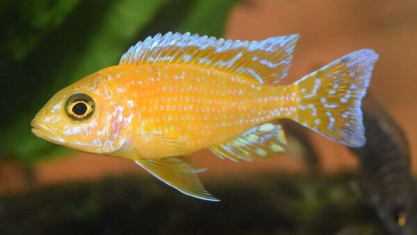 Sunburst Peacock Cichlid - Image 1