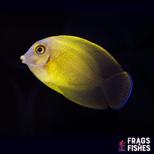 Half Black Mimic Tang - Juvenile - Image 1