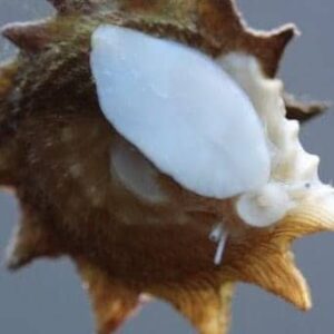 Spiny Shell Snail