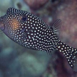 Black Boxfish: Hawaii - Female