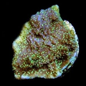 Supernatural Capricornis Coral, Aquacultured ORA®