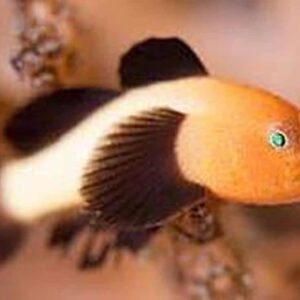 Panda Goby