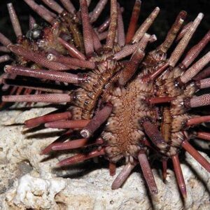 Pencil Urchin