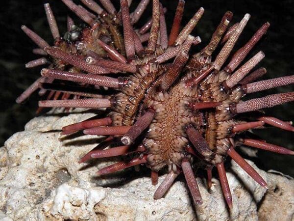 Pencil Urchin - Image 1