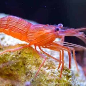 Group Buy Peppermint Shrimp QTY 5