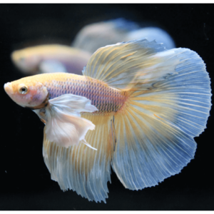Betta: Male Pineapple Dumbo Halfmoon