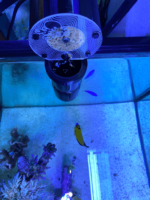 Plank - Auto Feeder - Avast Marine - Image 3